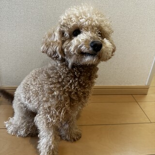 ビションプー里親募集