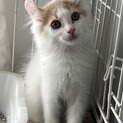 アメリカンカール　活発でやさしい子猫２　2か月