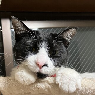 甘えん坊で人懐こい白黒ちゃん