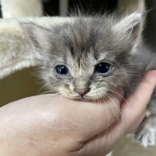 【兄弟譲渡】グレー長毛混じり