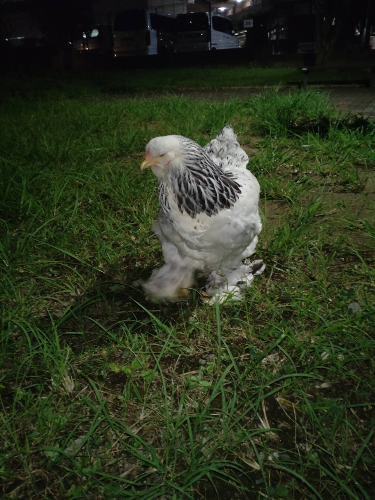 世界最大級の鶏ブラマ」東京都 - 鳥の里親募集(455995) :: ペットの