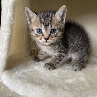 【兄弟譲渡】キジトラ（まっすぐしっぽ）