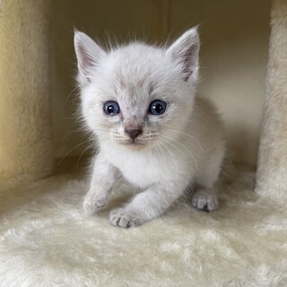 【兄弟譲渡】大人気のシャム系ちゃん