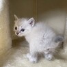 【兄弟譲渡】大人気のシャム系ちゃん サムネイル2