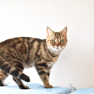 甘えんぼうのジャイ子