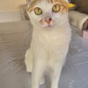 【白三毛猫】1才半 女の子 サムネイル2