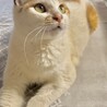【白三毛猫】1才半 女の子 サムネイル3