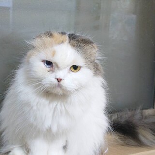 スコティッシュフォールドの女の子です