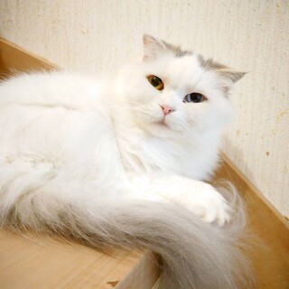スコティッシュフォールド女の子です