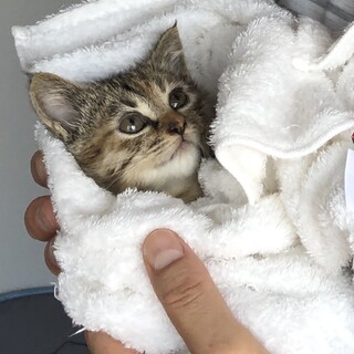 エンジンルームから保護した子猫ちゃん