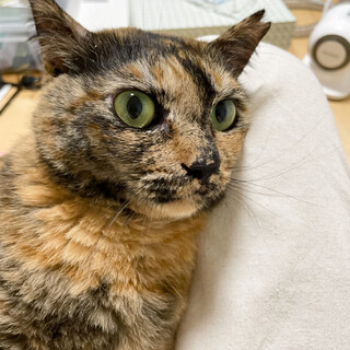 【5/28月島】甘えん坊♡愛情独り占めサビ女子