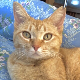 公園に捨てられた(T-T)きなこママ