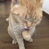 公園に捨てられた(T-T)きなこママ サムネイル4