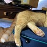 公園に捨てられた(T-T)きなこママ サムネイル5
