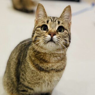 【5/28月島】まんまるチャーミングな♡麦わら女子