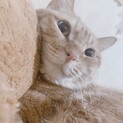 茶トラちゃんとキジ猫君！