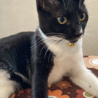 少しビビリだけど小柄で大人しい女の子。