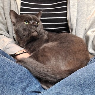 多頭飼育崩壊出身！ロシアンブルー系☆BIG猫☆