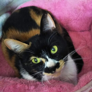 こわもて？だけど本当は美人さん♡おとなしい『おと』