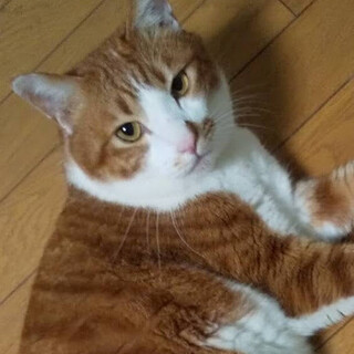 飼い主急逝‼大きいけど穏やかな『タク』５才