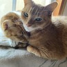 あずき