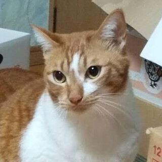 飼い主急逝‼大きいけど穏やかな『ラテ』５才