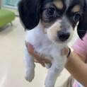 甘えん坊なチワックス！9ヶ月！
