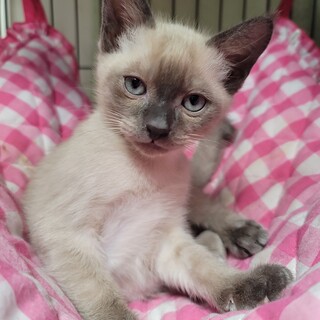 多頭飼育崩壊☆シャム系MIX★イケメンです！