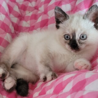 ボンネットから救出！シャム系MIXの女の子☆