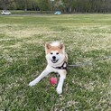 秋田犬　1歳10ヶ月の女の子