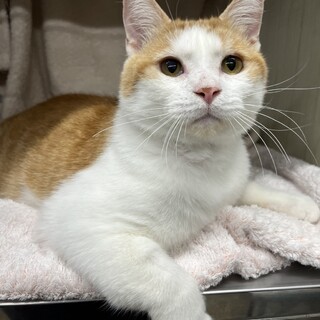 ブリーダー崩壊*茶白のチャッピー君