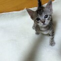 サバトラくん