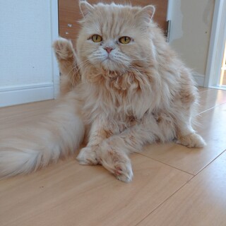 7月2日★堺市里親会★フィン