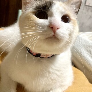 【5/28⭐️堺東にて譲渡会】参加猫杏ちゃん