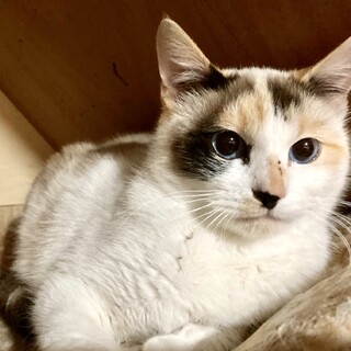 【5/28⭐️堺東にて譲渡会】参加猫藍ちゃん
