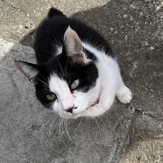 白黒ハチワレのたまちゃんです