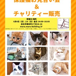 保護猫のお見合い会