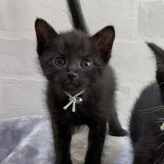 抱っこ好き☆ミルクから育てた黒くん