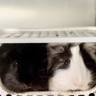 仲良しのモルモット兄弟(黒×焦茶)