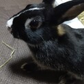 名古屋港区保護うさぎ充ちゃん♪