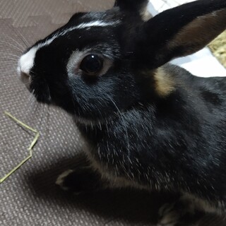 名古屋港区保護うさぎ充ちゃん♪