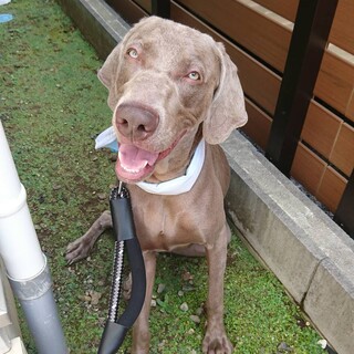  甘えん坊ワイマラナー1才10カ月