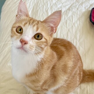 アメショみたいな柄の茶白くん