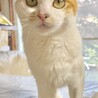 【白三毛猫】1才半 女の子 サムネイル6