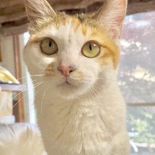 【白三毛猫】1才半 女の子