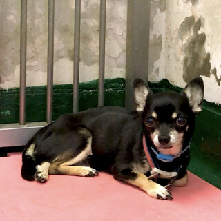 センター来訪者に直に譲渡されました