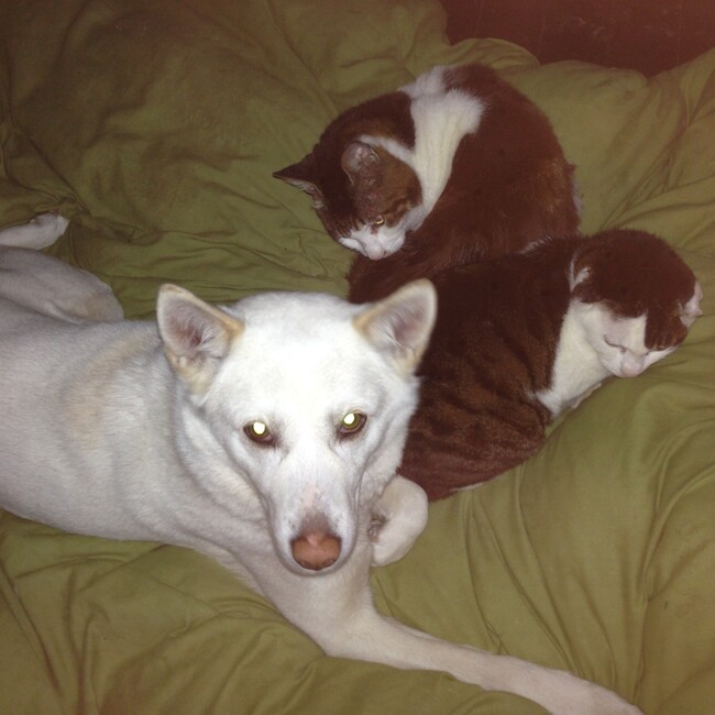 ponta461のカバー写真