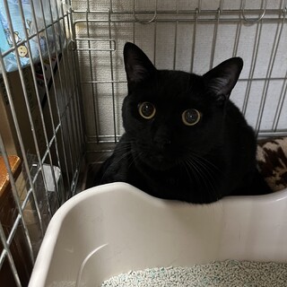 人懐っこい男の子