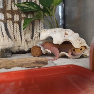 レオパードゲッコー【2020年7月3日生まれ】