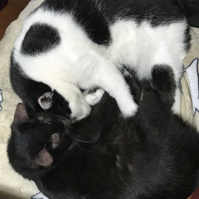 さち＿香川のカバー写真